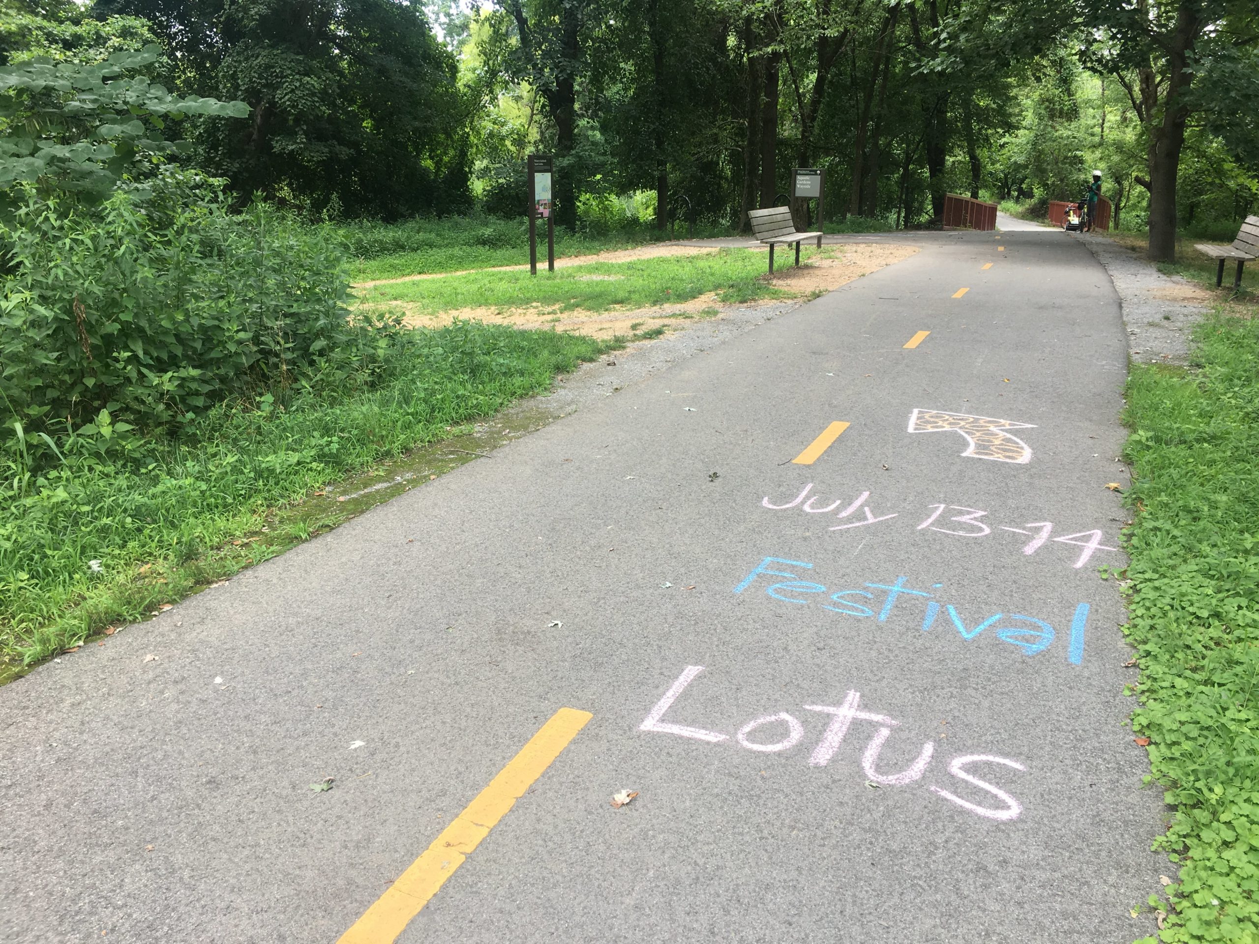 Trail and a gravel entrance. the chalk on the trail reads Lotus Festival with a left arrow to the gravel path. The trail is very green and shaded