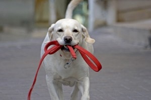 Dog Walking